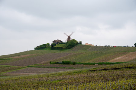 View on grand cru Champagne vineyards near Moulin de Verzenay, rows of pinot noir grape plants in Montagne de Reims near Verzy and Verzenay, Champagne, France in springの写真素材