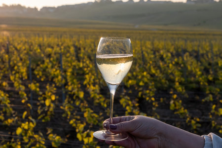 Tasting of grand cru sparkling brut white wine champagne on sunny vineyards of Cote des Blancs in village Cramant, Champagne, France, glass of french wineの写真素材
