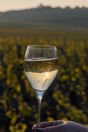 Tasting of grand cru sparkling brut white wine champagne on sunny vineyards of Cote des Blancs in village Cramant, Champagne, France, hand with glass of french wineの写真素材
