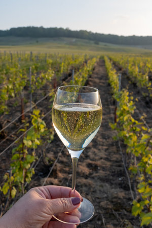 Tasting of grand cru sparkling brut white wine on sunny vineyards of Cote des Blancs in village Cramant, Champagne, France, hand with glass of french wineの写真素材