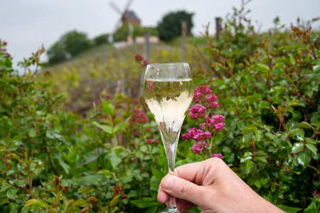 Tasting of brut champagne sparkling wine outdoor with view on pinot noir gran cru vineyards of...