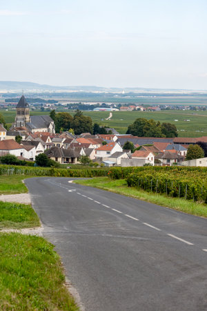 Harvest time on green vineyards near Oger and Mesnil-sur-Oger, region Champagne, France. View on villages of Cote des Blancsの写真素材