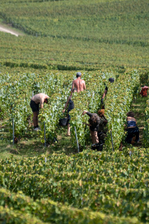 Seasonal workers harvesting ripe white chardonnay wine grapes on Cote des Blancs, harvest on green grand cru vineyards near Oger and Mesnil-sur-Oger, Champagne, Franceの写真素材