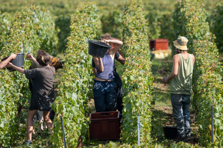 Seasonal workers harvesting ripe white chardonnay wine grapes on Cote des Blancs, harvest on green grand cru vineyards near Oger and Mesnil-sur-Oger, Champagne, Franceの写真素材