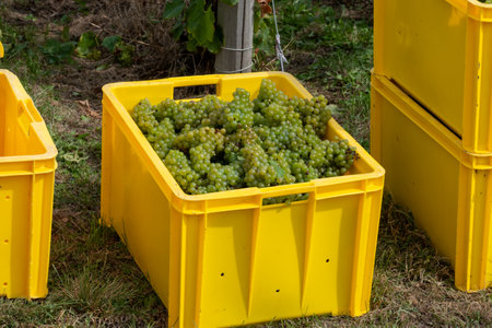 Boxes with ripe chardonnay wine grapes, growing on chalky soils of Cote des Blancs, harvest on green grand cru vineyards near Oger and Mesnil-sur-Oger, Champagne, Franceの写真素材