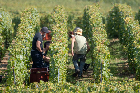 Seasonal workers harvesting ripe white chardonnay wine grapes on Cote des Blancs, harvest on green grand cru vineyards near Oger and Mesnil-sur-Oger, Champagne, Franceの写真素材