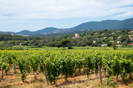 Landscape of French Riviera, view on hills, houses and green vineyards Cotes de Provence, production of rose wine near Saint-Tropez, Gassin, Pampelonne beach, Var, France in summerの写真素材