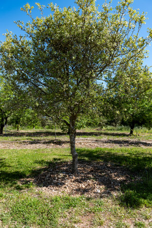 Truffle farm near Sarlat-la-Caneda, cultivation of black winter Perigord truffles mushrooms, Tuber...