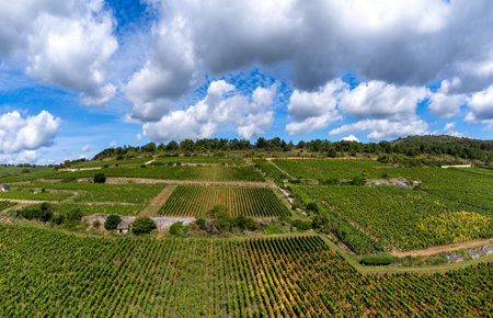 Green vineyards around Puligny-Montrachet village, Burgundy, France. High quality white dry wine making from Chardonnay grapes on grand cru vineyards, aerial viewの写真素材