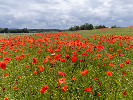 Colorful nature background, poppy and blue flax linen fields with many red poppy flowers, Charente, France in spring, fields landscape in Franceの写真素材