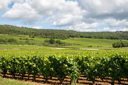 Green vineyards around Puligny-Montrachet village, Burgundy, France. High quality white dry wine made from Chardonnay grapes on vineyardsの写真素材
