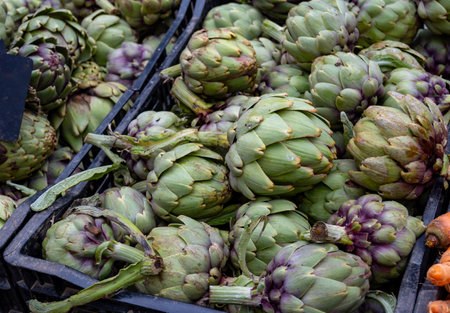 New harvest of fresh ripe green organic artichokes heads on local farmers market in Dordogne, Franceの写真素材