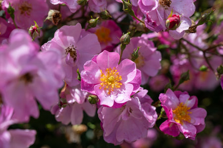 Blossom of aromatic pink rose rosehips flowers growing in public gardens in Bordeaux, France in sunny day.の写真素材