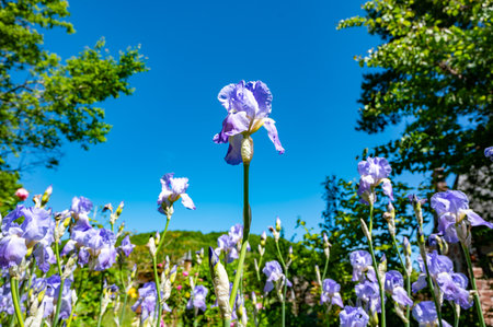 Lilac blue iris flowers, spring blossom of colorful irises in Provence, South of France, nature garden backgroundの写真素材