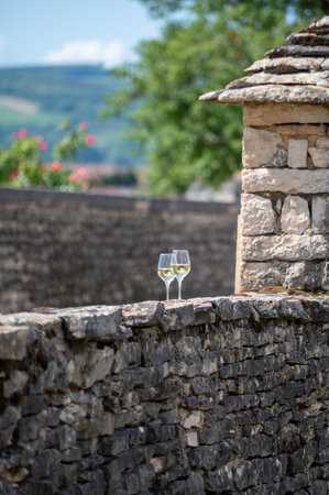 Walled clos green vineyards around Puligny-Montrachet village, Burgundy, France. High quality white dry wine making from Chardonnay grapes on grand cru classe vineyardsの写真素材