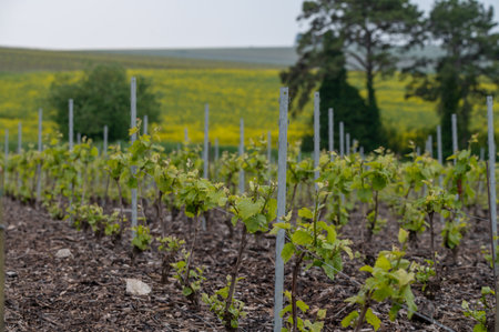 Grand cru Champagne vineyards near Bouzy and Ambonnay cru class villages, rows of pinot noir grape plants in Montagne de Reims in spring, Champagne, Franceの写真素材