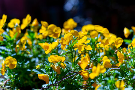 Spring garden works, ornamental yellow flowers of viola plant close upの写真素材