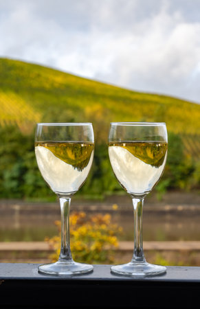 Glasses of white dry riesling wine made on Moselle river valley in Germany or Luxembourg, view on terraced vineyards in Nittelの写真素材