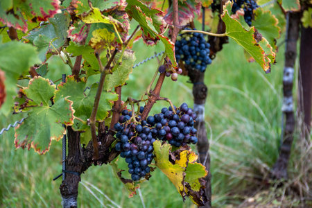Harvest time on terraced vineyards in Moselle river valley, Germany and Luxembourg, Grauer burbunder or Pinot gris grapes on vine with rain dropsの写真素材