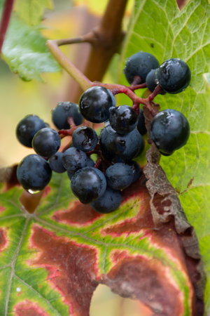Harvest time on terraced vineyards in Moselle river valley, Germany and Luxembourg, Grauer burbunder or Pinot gris grapes on vine with rain dropsの写真素材