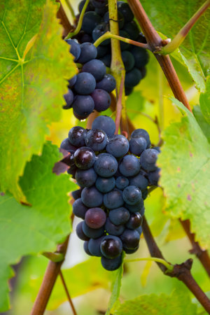 Harvest time on terraced vineyards in Moselle river valley, Germany and Luxembourg, Grauer burbunder or Pinot gris grapes on vine with rain dropsの写真素材