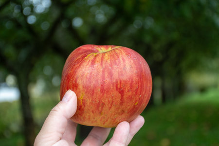 Hand with apple, Harvest in fruit region of Netherlands, Betuwe, Gelderland, organic plantation of apple fruit trees in september, elstar, jonagold, ripe apples, agriculture in Netherlandsの写真素材