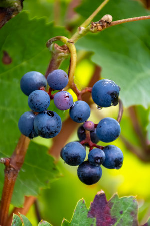 Harvest time on terraced vineyards in Moselle river valley, Germany and Luxembourg, Grauer burbunder or Pinot gris grapes on vine with rain dropsの写真素材