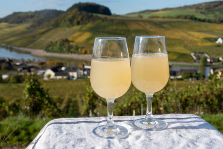 Autumn wine festival in Germany on Moselle river valley, tasting of federweisser young wine, neuer wein made fermented freshly pressed auxerrois grape juice, or must. View on terraced vineyardsの写真素材
