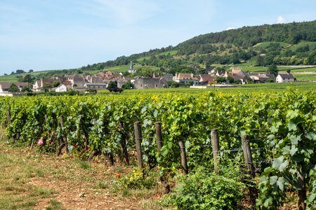 Green vineyards around Puligny-Montrachet village, Burgundy, France. High quality white dry wine making from Chardonnay grapes on grand cru classe vineyardsの写真素材