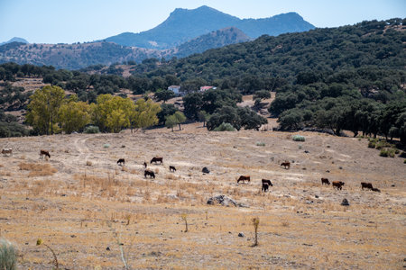 Driving car on mountain roads, summer in national park la Sierra de Grazalema, Andalusian white...