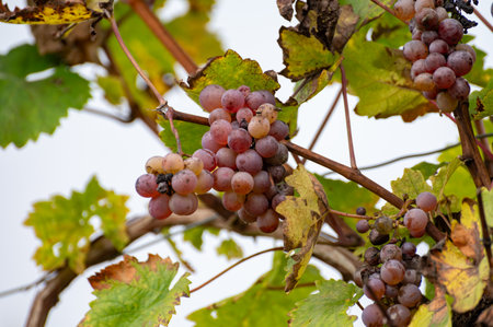 Harvest time on terraced vineyards in Moselle river valley, Germany and Luxembourg, Kerner, mix Riesling and Trollinger grapes on vine in autumnの写真素材