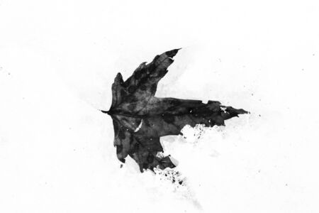 Leaf frozen in snowの写真素材