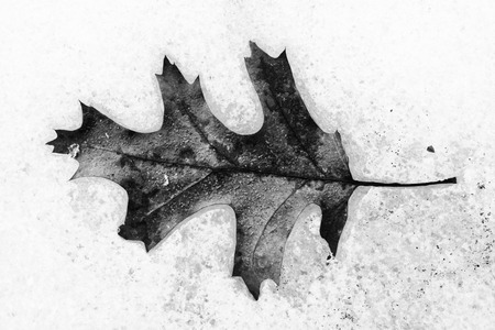 Leaf frozen in snow