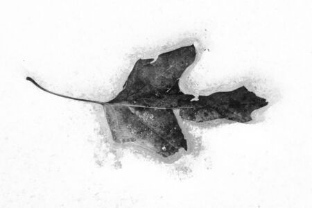 Leaf frozen in snowの写真素材