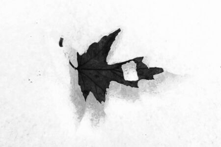 Leaf melted into snowの写真素材