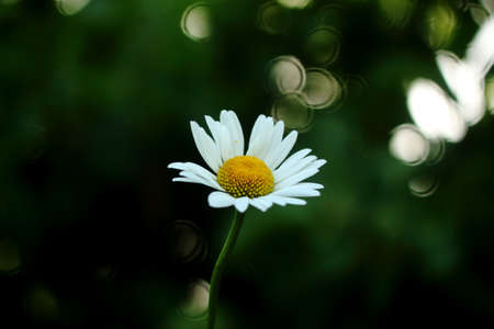 Single white daisy surrounded by green and white bokeh.の写真素材