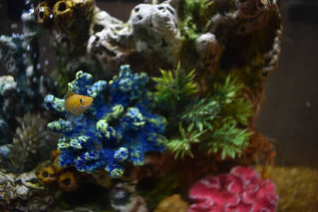 Fish Tank in my Dorm Roomの写真素材