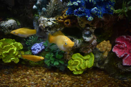 Fish tank in my Dorm Roomの写真素材