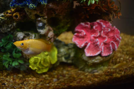 Creamsicle Lyretail Molly in my Fish Tankの写真素材