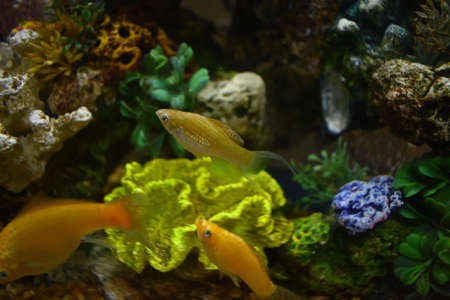Fish tank in my Dorm Roomの写真素材