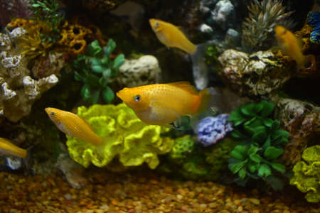 Fish tank in my Dorm Roomの写真素材