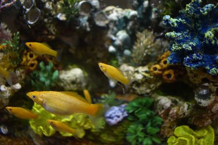 Fish tank in my Dorm Roomの写真素材