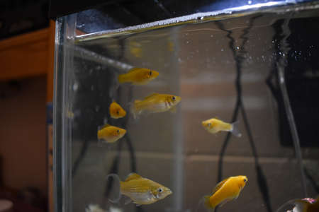 Fish tank in my Dorm Roomの写真素材