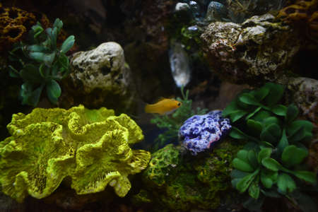 Fish tank in my Dorm Roomの写真素材