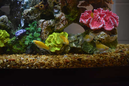 Fish tank in my Dorm Roomの写真素材