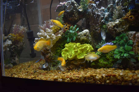 Fish tank in my Dorm Roomの写真素材