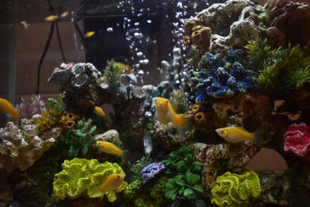 Fish tank in my Dorm Roomの写真素材