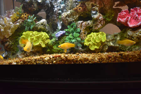 Fish Tank in my Dorm Roomの写真素材
