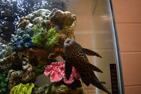 Pleco in my Fish Tankの写真素材