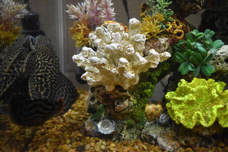 Pleco in my Fish Tankの写真素材